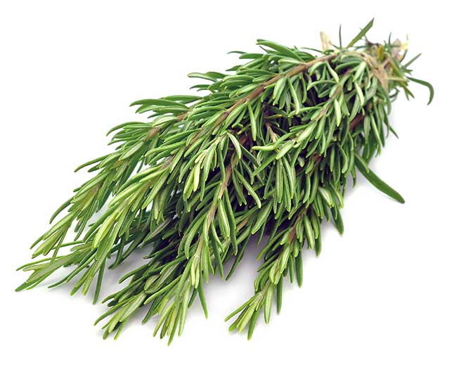 Organic fresh rosemary