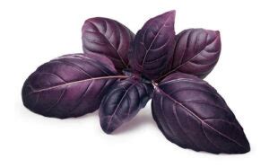 Albahaca morada fresca ecológica