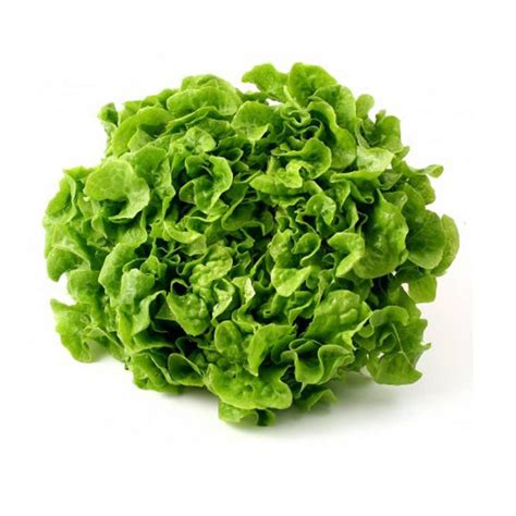 Lechuga roble verde ecológica