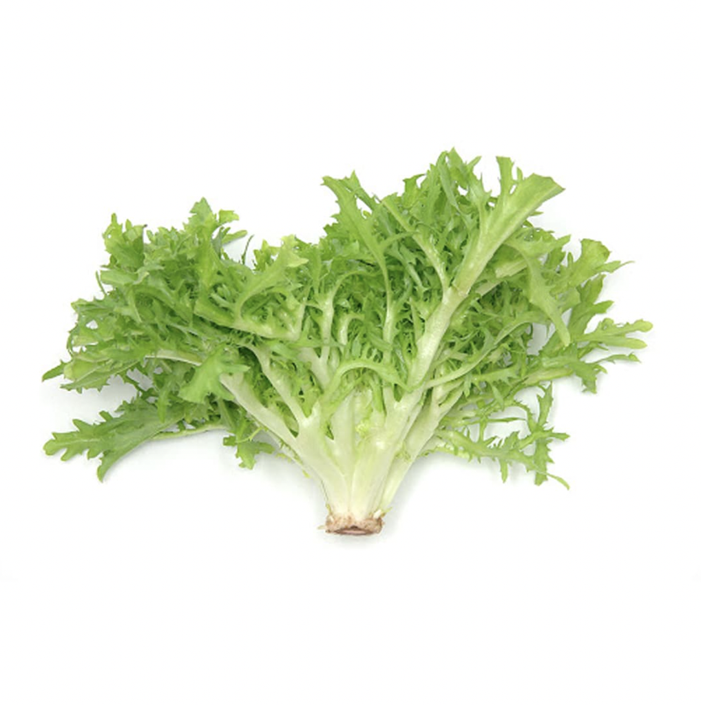 Organic escarole lettuce