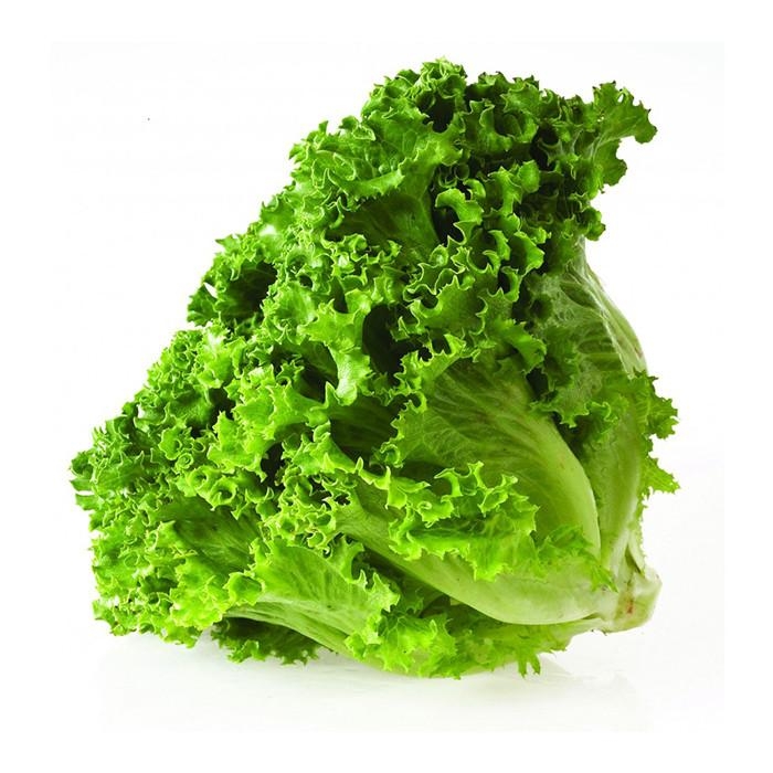 Green Batavia lettuce