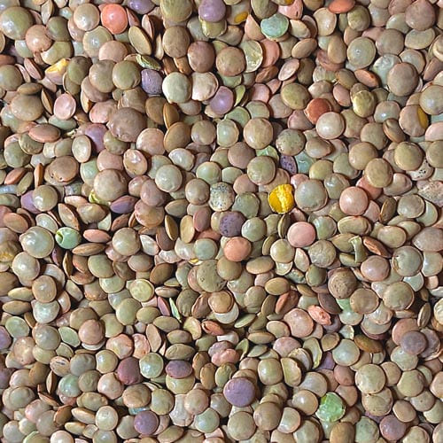 Spanish organic lentil