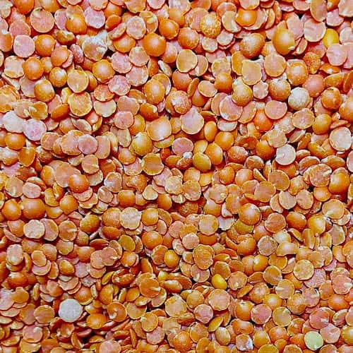 Red organic lentil