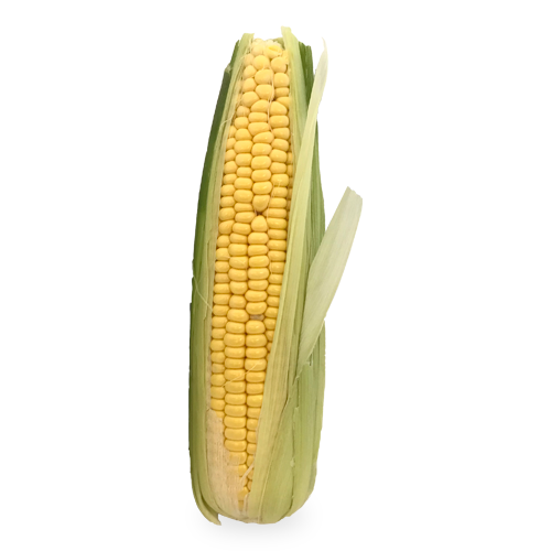 Sweet corn cob