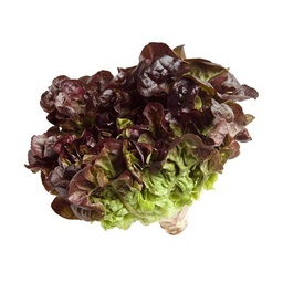 [10051] Organic red oak leaf lettuce