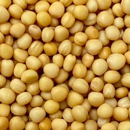 [10154] Yellow mustard seeds
